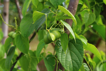 Sacha-Inchi peanut, fresh capsule seeds fruit of sacha-Inchi peanut