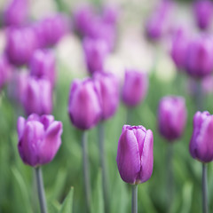 Obraz na płótnie Canvas pink fresh tulips. Nature background