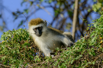 Vervet monkey (Chlorocebus pygerythrus). Lake Naivasha. Naivasha. Great Rift Valley. Kenya