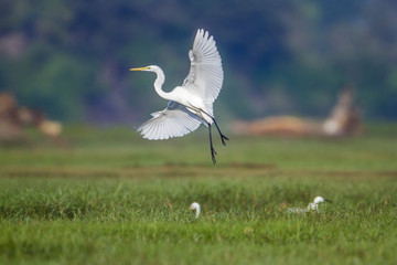 Great egret in Arugam bay lagoon, Sri Lanka