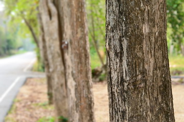 Texture of the tree near roadside with nature background,use for backdrop or web design