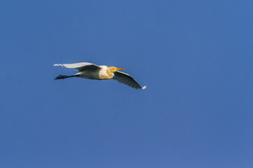 Indian pond heron in Arugam bay lagoon, Sri Lanka