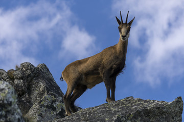 Tatra chamois in the natural environment