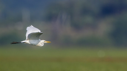 Intermediate Egret in Arugam bay lagoon, Sri Lanka