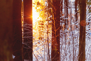 Sunset in winter forest. Sunlight among trees. Natural seasonal background.
