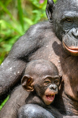 Mother and Cub of Bonobo in natural habitat. Close up Portrait . Green natural background. The Bonobo ( Pan paniscus), called the pygmy chimpanzee. Democratic Republic of Congo. Africa