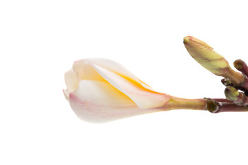 frangipani flower isolated