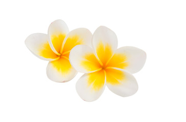 Fototapeta na wymiar frangipani flower isolated