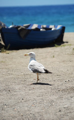 Seagull on the beach