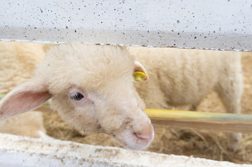 Sheep in farm.