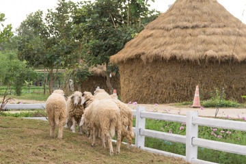 Fototapeta premium Sheep in farm.