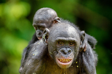 Mother and Cub of Bonobo in natural habitat. Close up Portrait . Green natural background. The Bonobo ( Pan paniscus), called the pygmy chimpanzee. Democratic Republic of Congo. Africa
