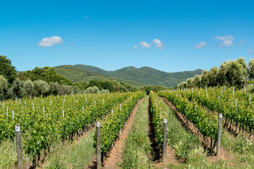 Weinberg in den Hügeln der Toskana nahe Bolgheri