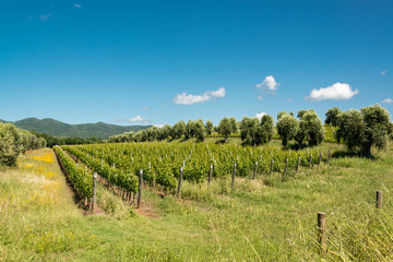 Obraz premium Weinberg und Olivenhain nahe Bolgheri