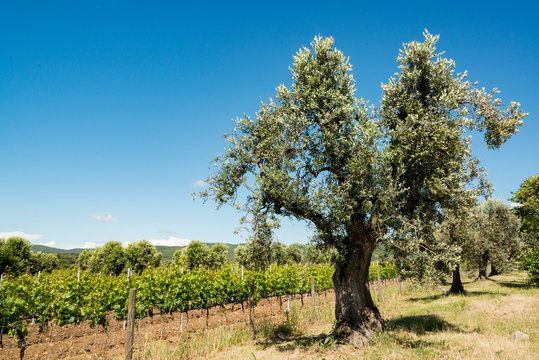 Olivenbaum an einem Weinberg mit blauem Himmel