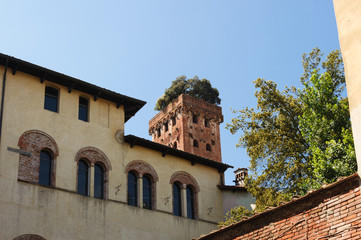 Fototapeta na wymiar Auf dem Torre Guinigi wachsen Bäume