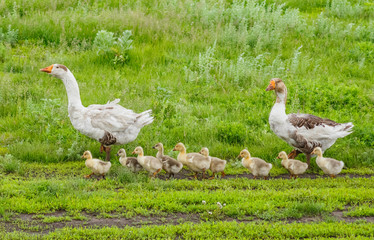 Geese with goslings
