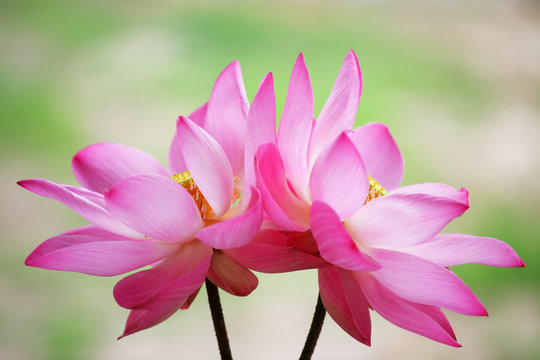 Fototapeta beautiful twin lotus flower blooming with green background.