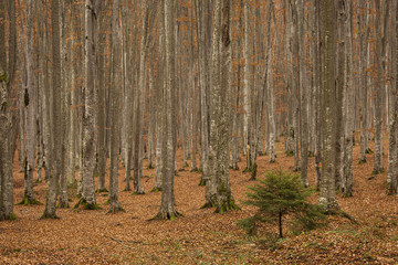 the litle green fir into the silent forest with colourful leave in autumn season