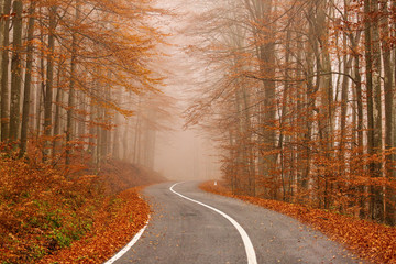 road through the golden forest with colourful leave in autumn season