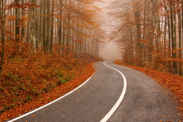 road through the golden forest with colourful leave in autumn season