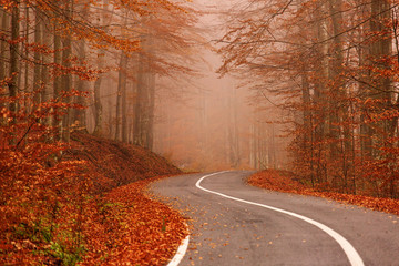 road through the golden forest with colourful leave in autumn season - obrazy, fototapety, plakaty