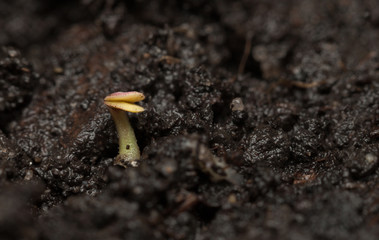 First tiny germinant