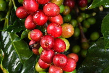 Coffee beans ripening on a tree.