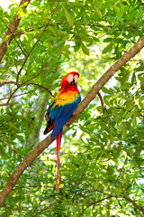 Naklejka premium red, blue, yellow ara parrot outdoor