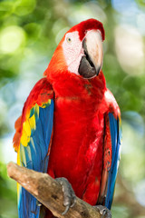red, blue, yellow ara parrot outdoor