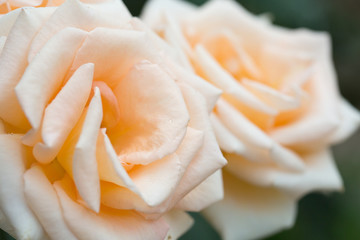 Bush with the blossoming cream rose