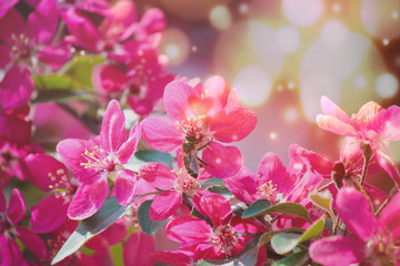 flowering trees cherry, red Apple.  