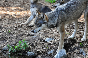 Grey Wolf