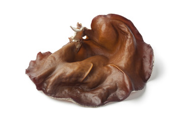 Single fresh jews ear mushroom