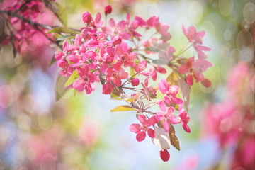 flowering trees cherry, red Apple.  