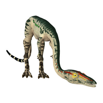 3D Rendering Dinosaur Coelophysis on White