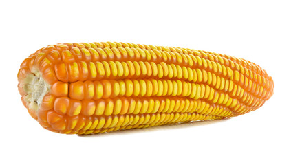 corn or maize, dry corn in the field of farmland isolated on whi