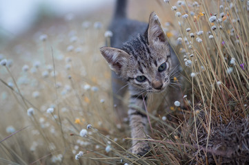 Young cat plays on meadow