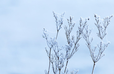 Obraz premium Polarkälte