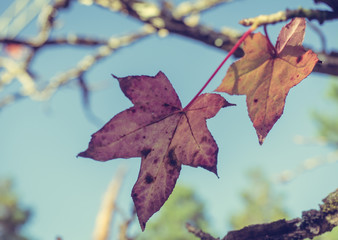  Maple Leaf dry deciduous awaiting beautiful. (vintage style)