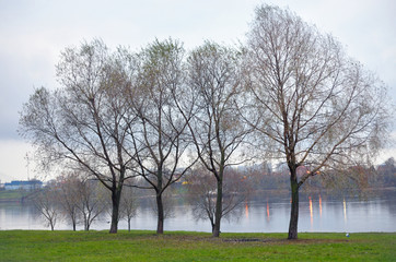 Obraz premium Bushes on the bank of the river.