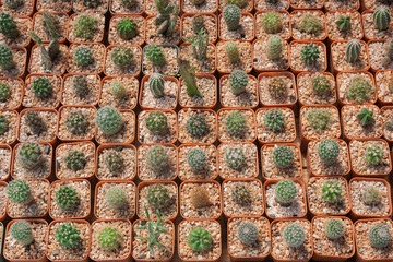 Cactus placed on the market, Thailand market.