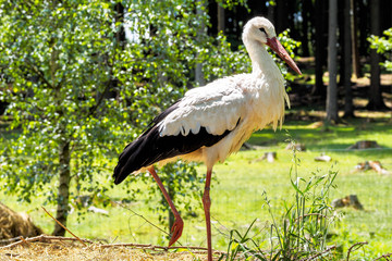 Weißstorch - Ciconia ciconia