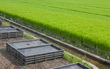 Stack trays of seedlings and plantation of crops, The cultivation of rice seedlings in plastic...