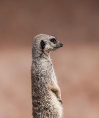 Fototapeta premium Meerkat