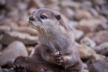 Otter