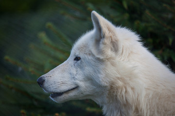 White wolf