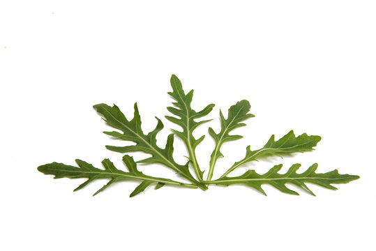 fresh rucola leaves isolated