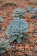 The beautiful plant ,Kalanchoe blossfeldiana, Flaming Katy.