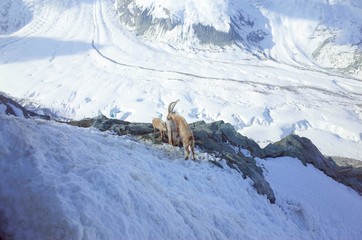ゴルナーグラートのアイベックス
